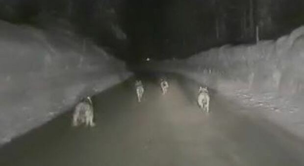 Un fotogramma preso dal video realizzato dall'allevatore di Cortina che con il suv ha inseguiti i lupi