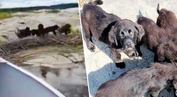 Sette cagnolini trovati su un'isola disabitata: «Sono stati abbandonati»