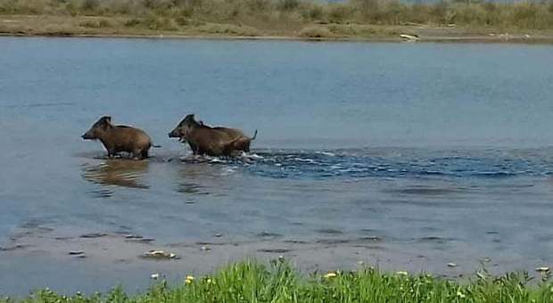 Sabaudia, cinghiali attraversano a nuoto il lago di Caprolace