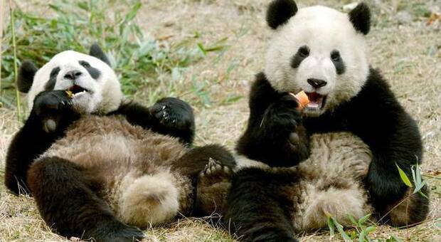 Cina, il panda non è più animale a rischio estinzione: ma rimane vulnerabile