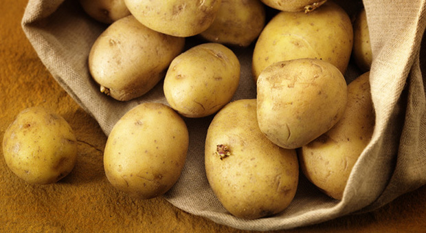 Alouette, Anouk, Carolus, Twinner: stanno arrivando le “super” patate