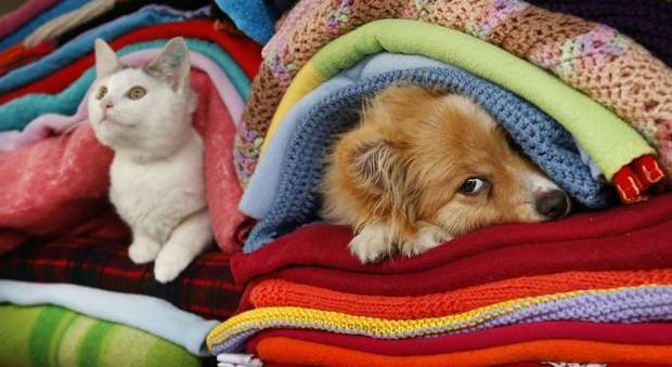 Cani e gatti al freddo? Ecco 10 regole per la loro dieta ideale contro il gelo
