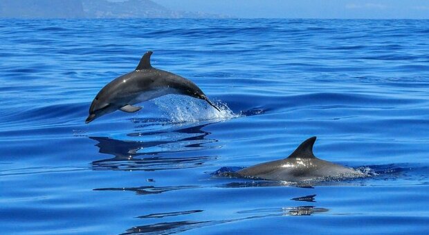 Taranto “casa” dei delfini con l'Oasi blu nel Golfo e il Sanctuary a San Paolo