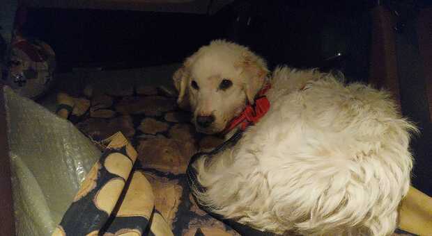 Regalo di Natale: Pina, la cagnolina scomparsa in Valtellina ritrovata dopo quattro mesi di ricerche