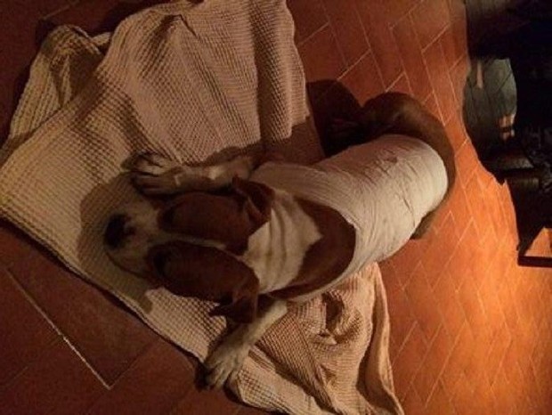 Leone il cane di razza Amstaff accoltellato con 3 fendneti dopo la medicazione