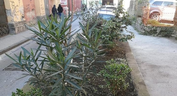 Barra, piante rubate nell'aiuola curata dai volontari: sfregio contro chi combatte il degrado