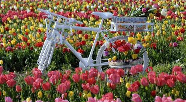 Riapre il Tulipark, il giardino dei tulipani: un pezzo di Olanda a Roma