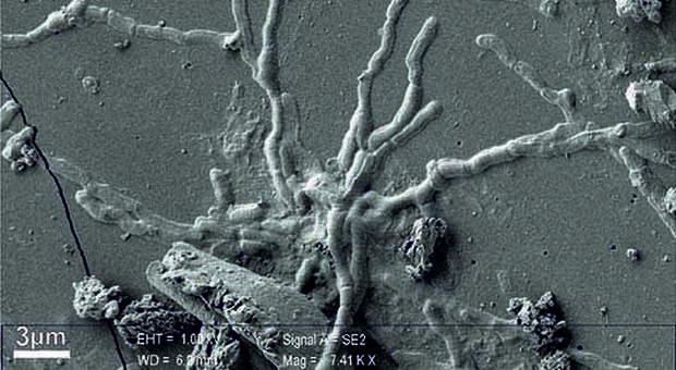 Ercolano e Pompei, scoperti neuroni umani in una vittima dell'eruzione del 79 d.C.