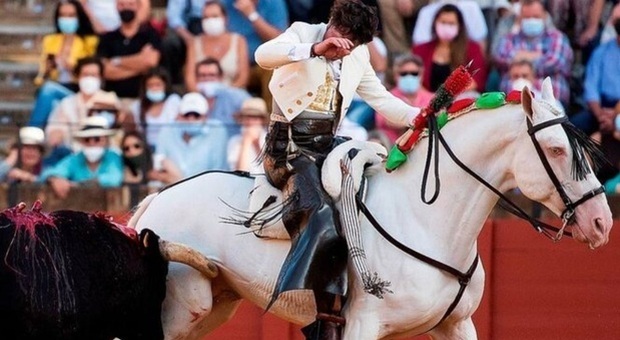 Il toro colpisce il cavallo (immag diffusa sui social dall'associazione PACMA e da Diario de Sevilla)
