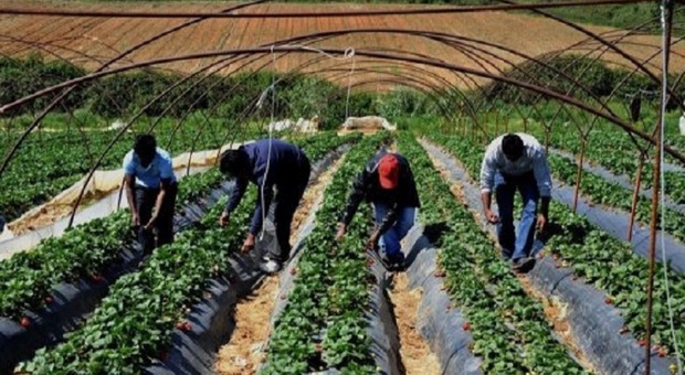 Il settore agricolo resta uno dei più a rischio riguardo il lavoro nero