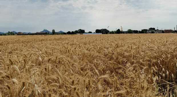 Orzo e grano in sofferenza a Rovigo, agricoltori in allarme