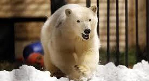 Arcipelago russo dichiara lo stato di emergenza per l'invasione di orsi polari
