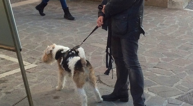 Dipendente comunale "furbetta" pizzicata a far spese e a passeggio col cane: licenziata
