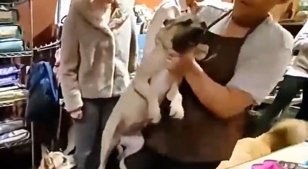 Prende un cane per il collo e lo lancia a terra con violenza: licenziata dipendente di un negozio di animali