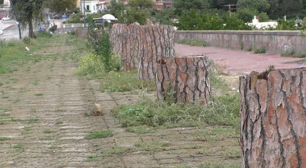 Napoli, alberi potati al Parco Virgiliano: «Un anno dopo la strada è una discarica»