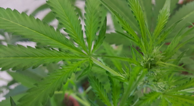 Coltivava piante di marijuana in casa: arrestato un 23enne di Verzegnis