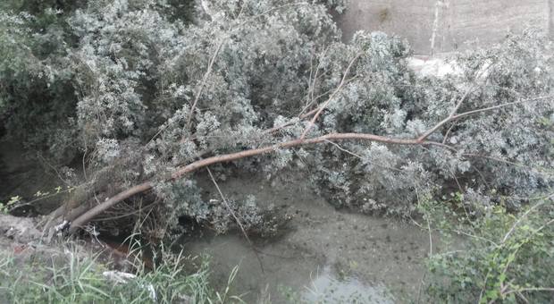Battipaglia, albero ostruisce il fiume Tusciano