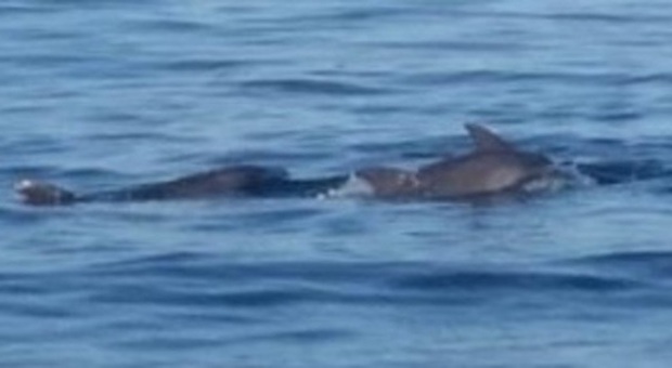 Un branco di otto delfini nel mare davanti a Pesaro