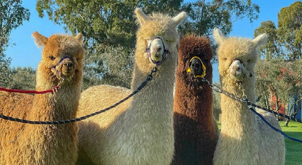 Lazio, a Tarquinia nel più grande allevamento italiano di alpaca: gita come nelle Ande tra passeggiate alla cavezza e visite guidate