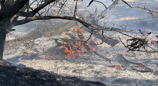 In una settimana sessanta ettari andati in fumo, la Tuscia nella morsa degli incendi