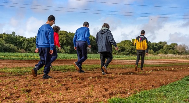 Il progetto (che fa scuola) in Salento: trenta ragazzi con autismo lavorano la terra