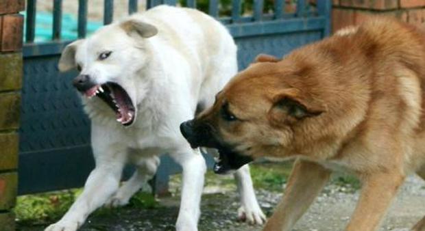 Cani sotto stress: in un anno 500 casi di morsi e aggressioni
