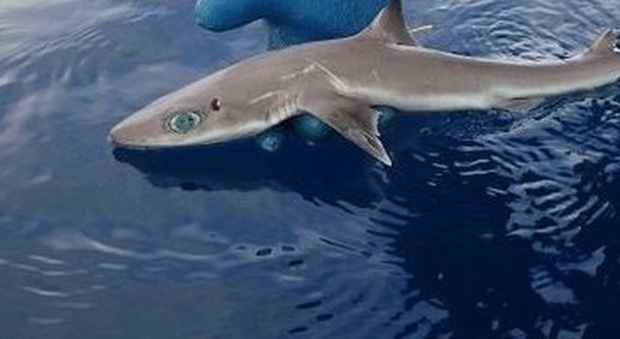 Il nuovo squalo scoperto dai ricercatori della Florida Foto MarAlliance