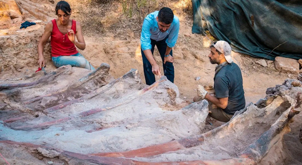 Pneu furado em estrada do PI leva a descoberta de réptil inédito da Era  Paleozoica, Piauí