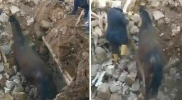 Terremoto in Turchia, cavallo sopravvive sotto le macerie per tre settimane: le immagini commoventi del salvataggio