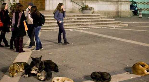 Salerno, rivolta contro il parroco che odia i cani randagi