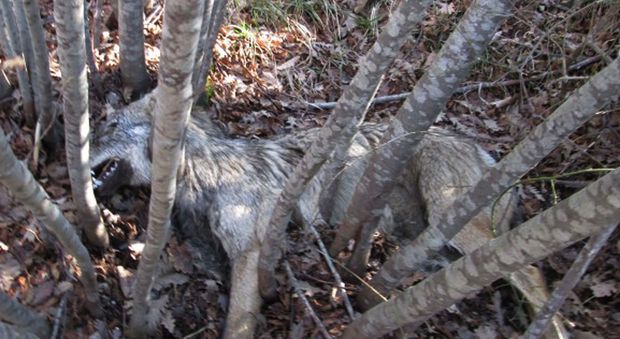 Mercatello, lupo avvelenato sui boschi, indagini