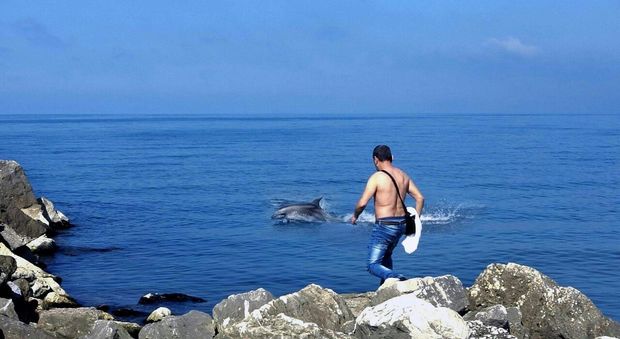 Sorpresa al Villaggio Coppola, delfino gioca a pochi metri dalla scogliera