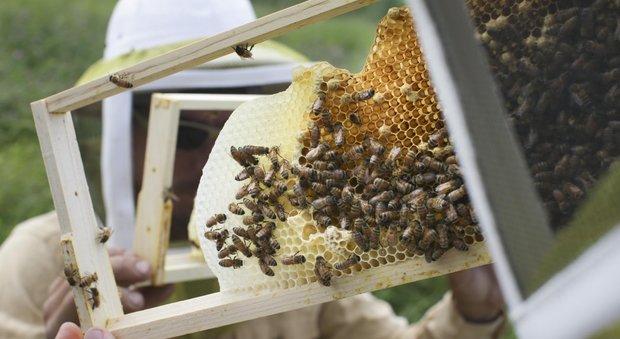 I ladri di miele colpiscono ancora: rubato alveare a Pietramelara