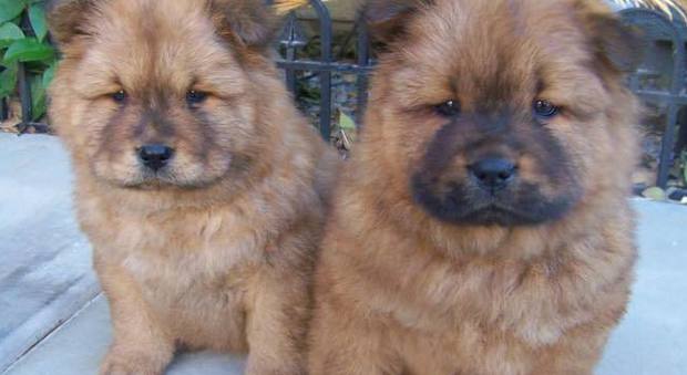 Due cuccioli di Chow Chow