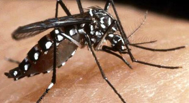 Perugia, turista con la febbre dengue, incubo zanzara tigre Donna di 50 anni infettata dopo un viaggio in Malesia