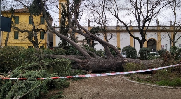 Il cedro caduto in piazza Merlin