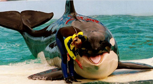 L'orca marina Lolita sarà libera dopo più di 50 anni: il mammifero marino si esibiva nel parco acquatico di Miami da quando era stato catturato a 4 anni