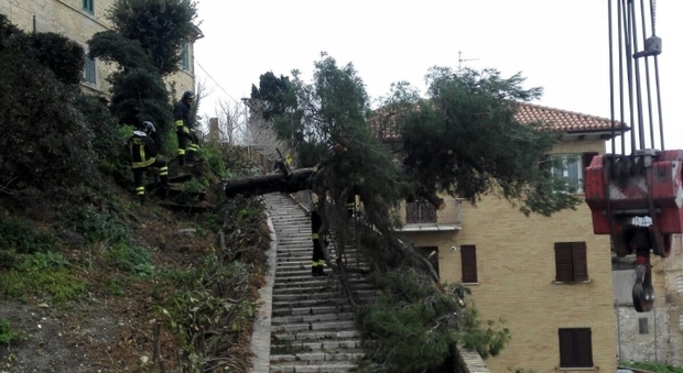Ancona, un grosso pino cade sulla scalinata che porta al Duomo
