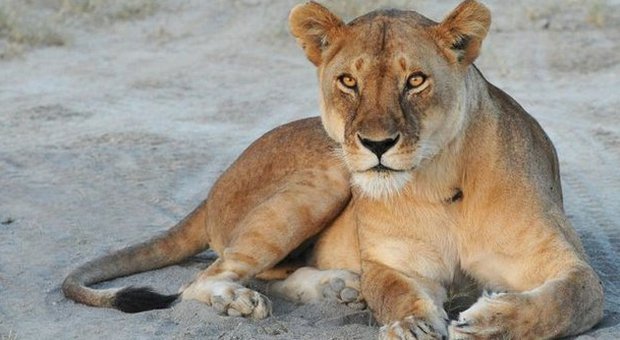 Zoo danese programma dissezione pubblica di una leonessa