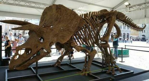 Big John si è trasferito in Florida, dinosauro da record in mostra