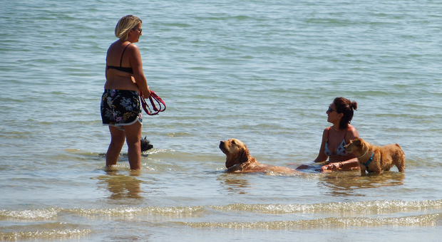 San Benedetto, spiaggia vietata ai cani. Il consigliere De Vecchis: «Così perdiamo turisti»