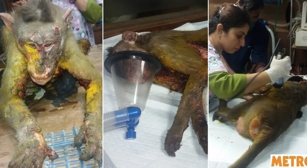 Scimmia cosparsa d'acido, morta dopo quattro giorni di agonia