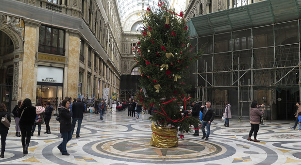 Ritorna l'albero in Galleria Umberto i Verdi: «Difenderlo dalle baby gang»