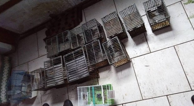 Volatili di specie protette chiusi in piccole gabbie in un armadio: scatta il sequestro