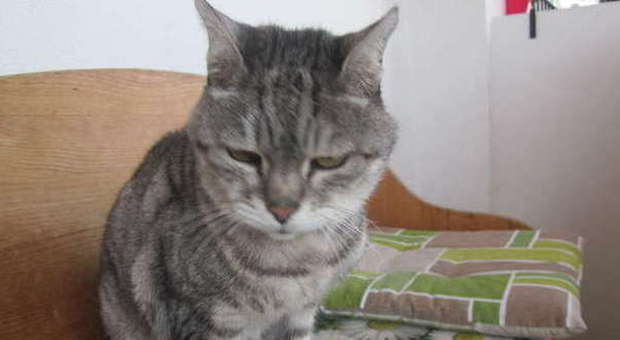 Una gatta da record, Micia compie 24 anni