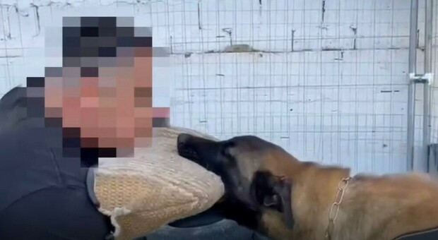 Botte al cane nel filmato virale, l’addestratore non ci sta: video manipolato