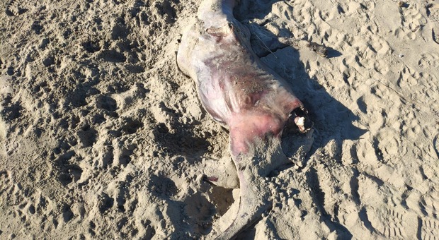 Carcassa di bufalino in spiaggia a Paestum: insorgono gli animalisti