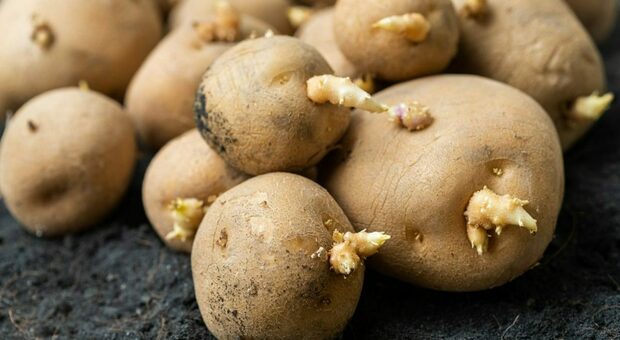 Le patate germogliate si possono mangiare?