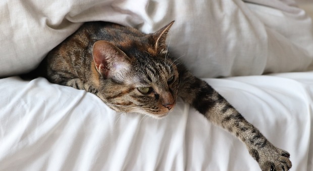 Gatti dormono con lei nel letto, lui non vuole e la accoltella (Foto di Ay S da Pixabay)