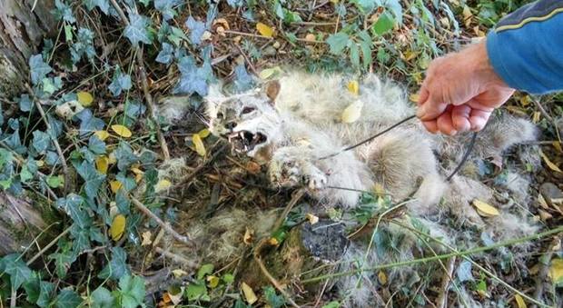 Gattino legato alle zampe con fascette elettriche: trovato morto di stenti
